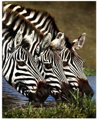 Zebras in Triple time.jpg